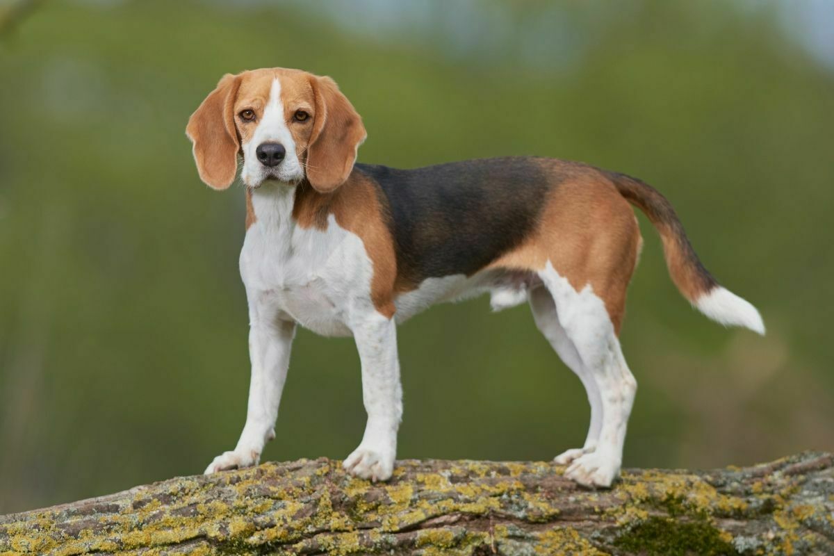 Beagle (3)