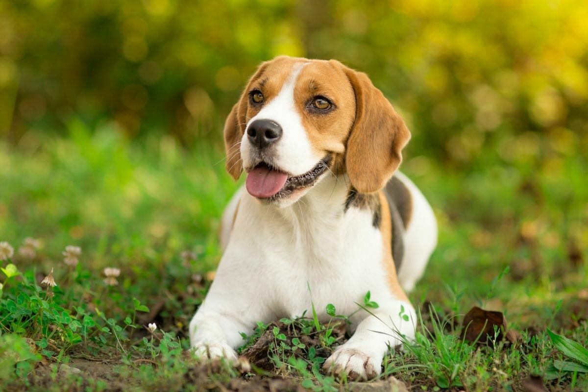 Beagle