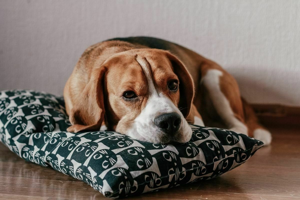 Photo of Brown and White Short Coated Beagle Lying on a Pillow