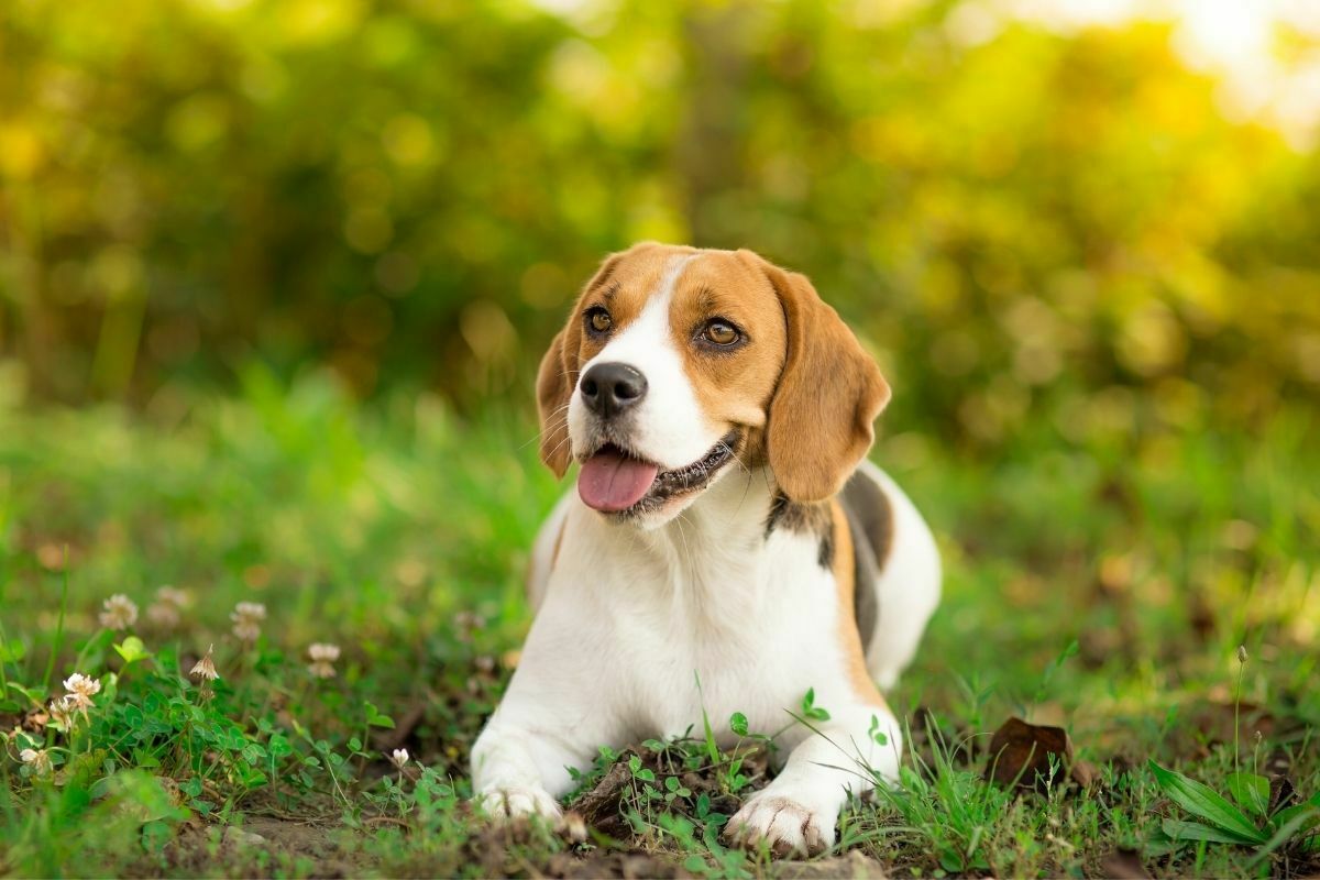 Beagle