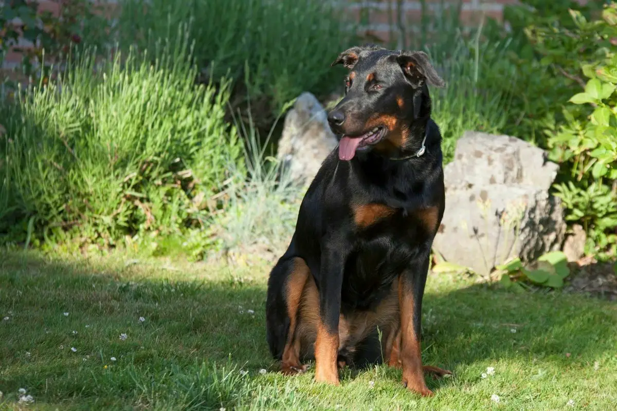 Beaucerons sitting