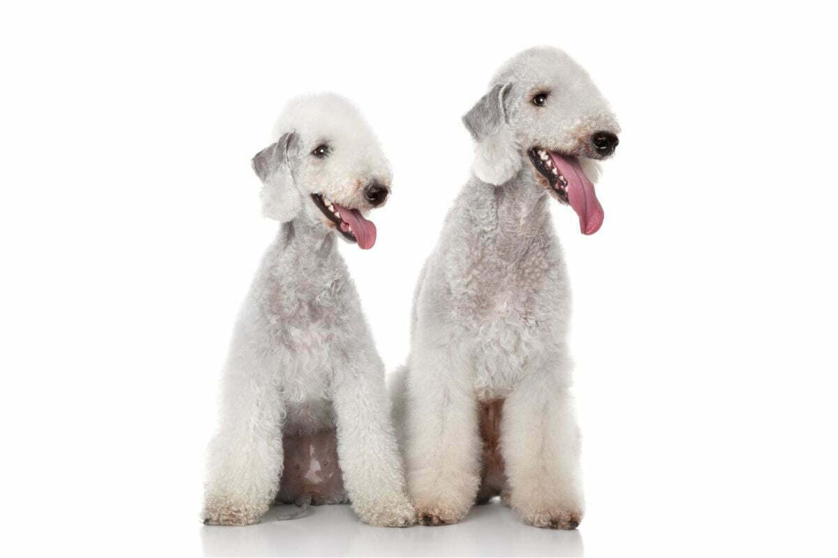 Two bedlington terrier