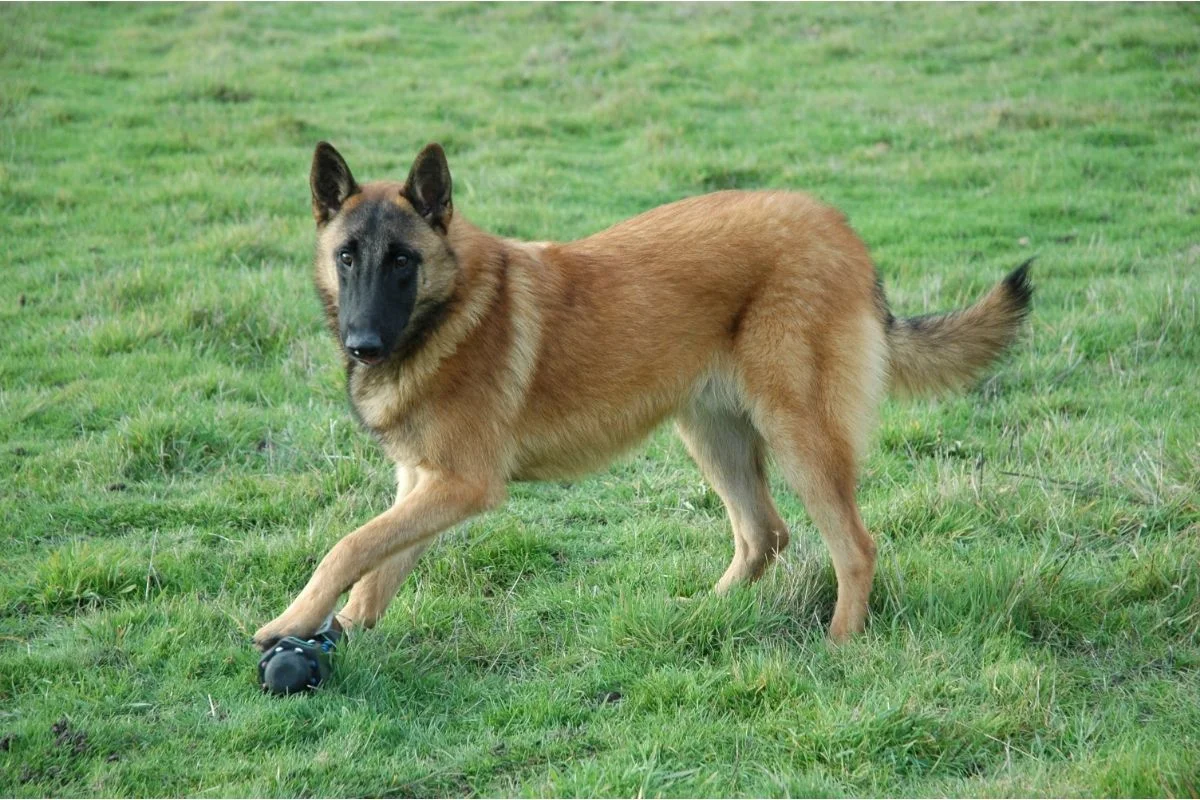 Belgian malinois dog playing