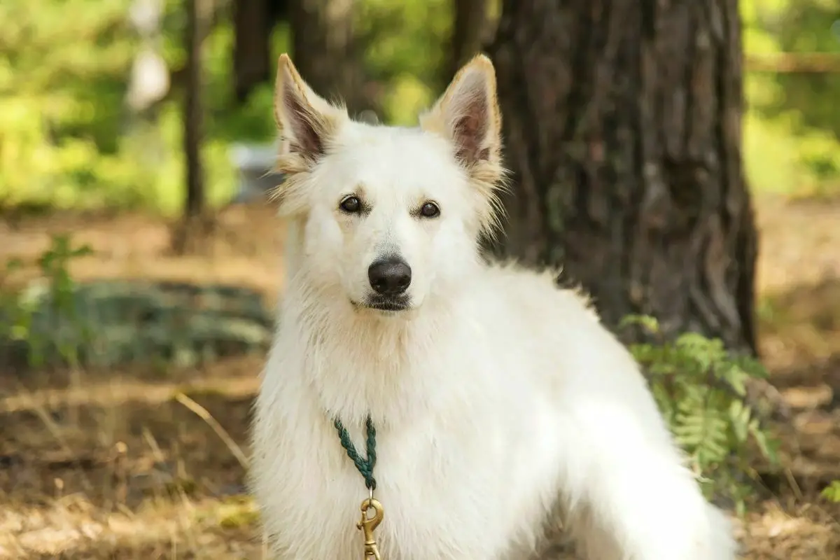 Berger Blanc Suisse “White Swiss Shepherd Dog”