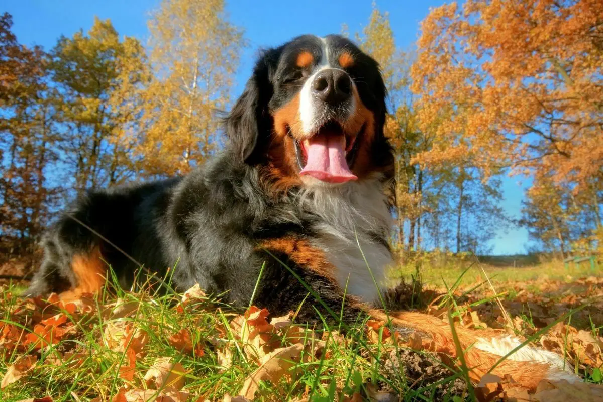 Bernese Mountain Dog lying on grass during sunny day