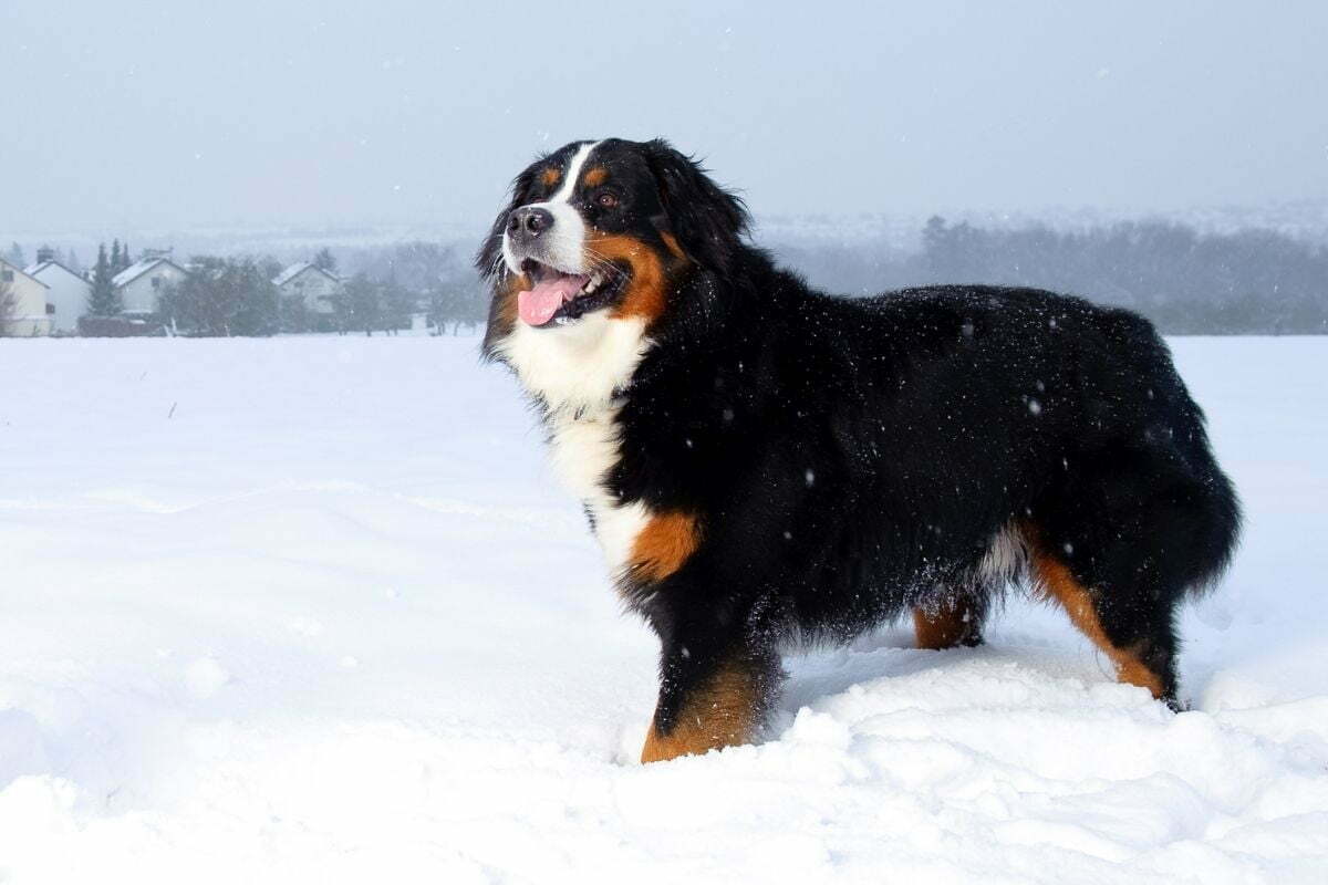 Bernese mountain dog on a snow