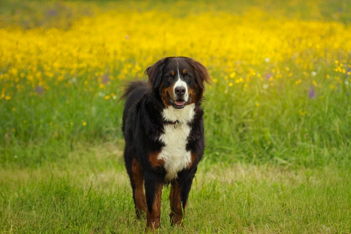 Bernese mountain dog standing in the meadow of yellow flowers