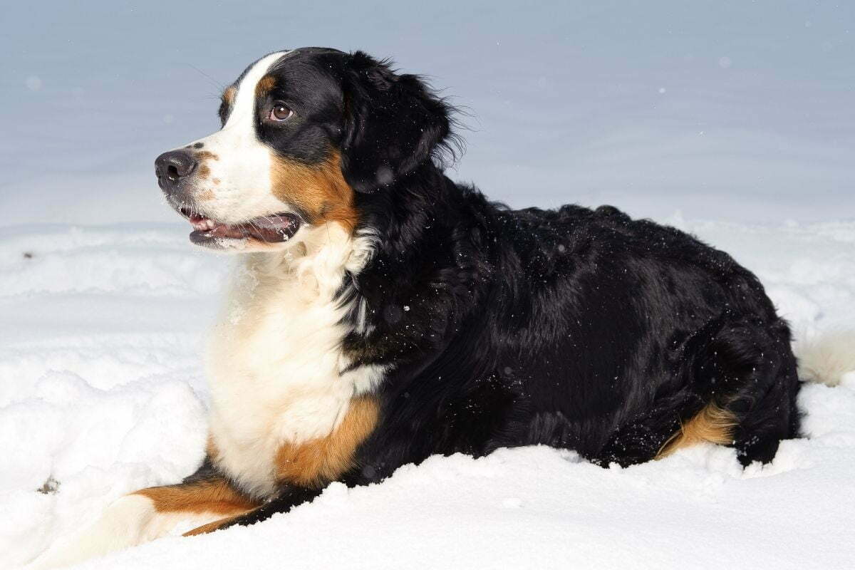 Bernese Mountain Dog (3)