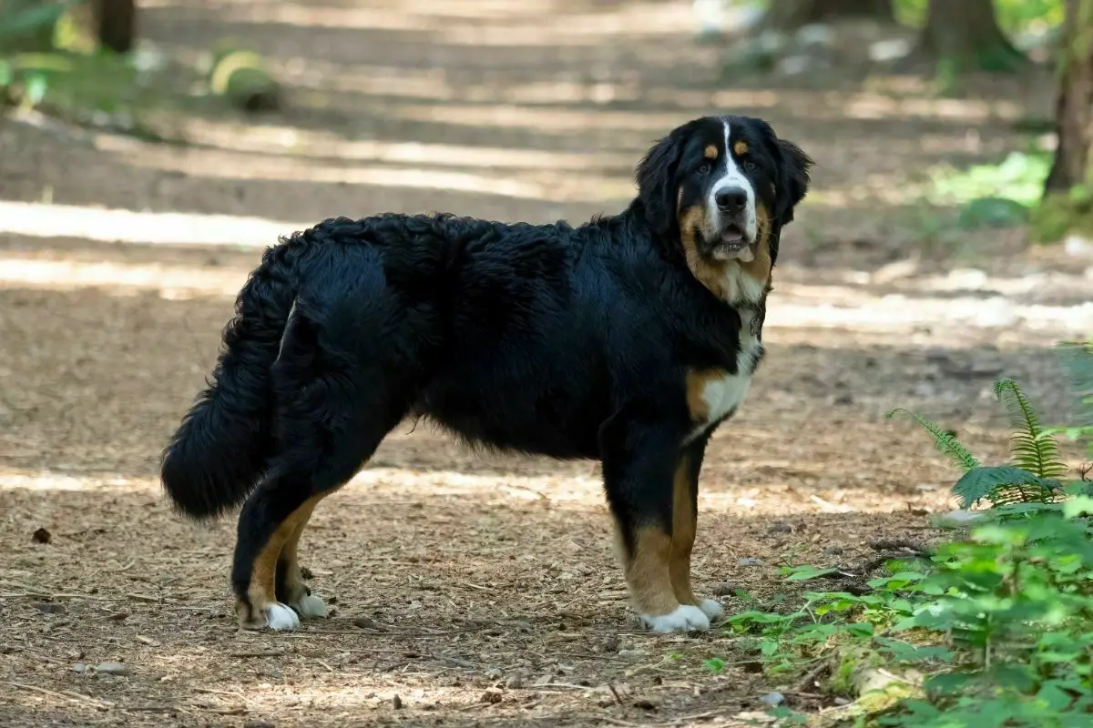 Bernese Mountain Dog (5)