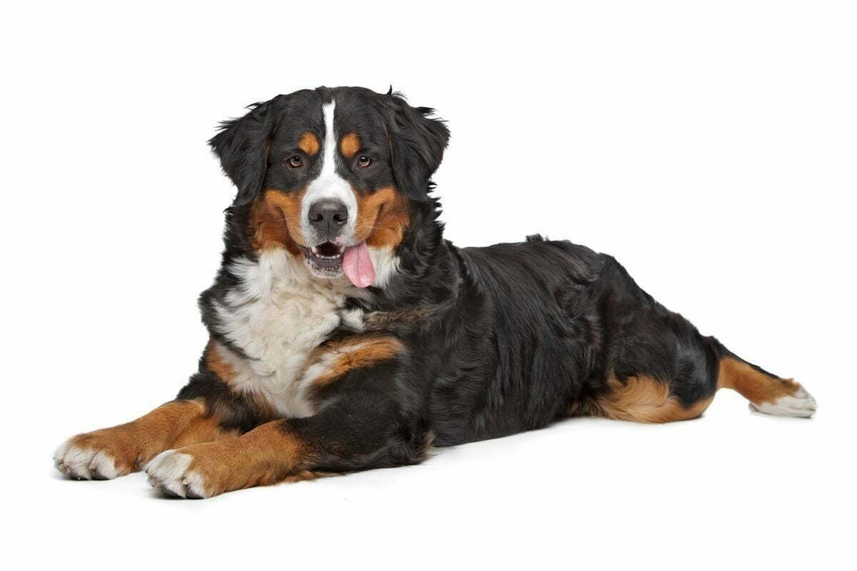 Bernese mountain dog on a white background