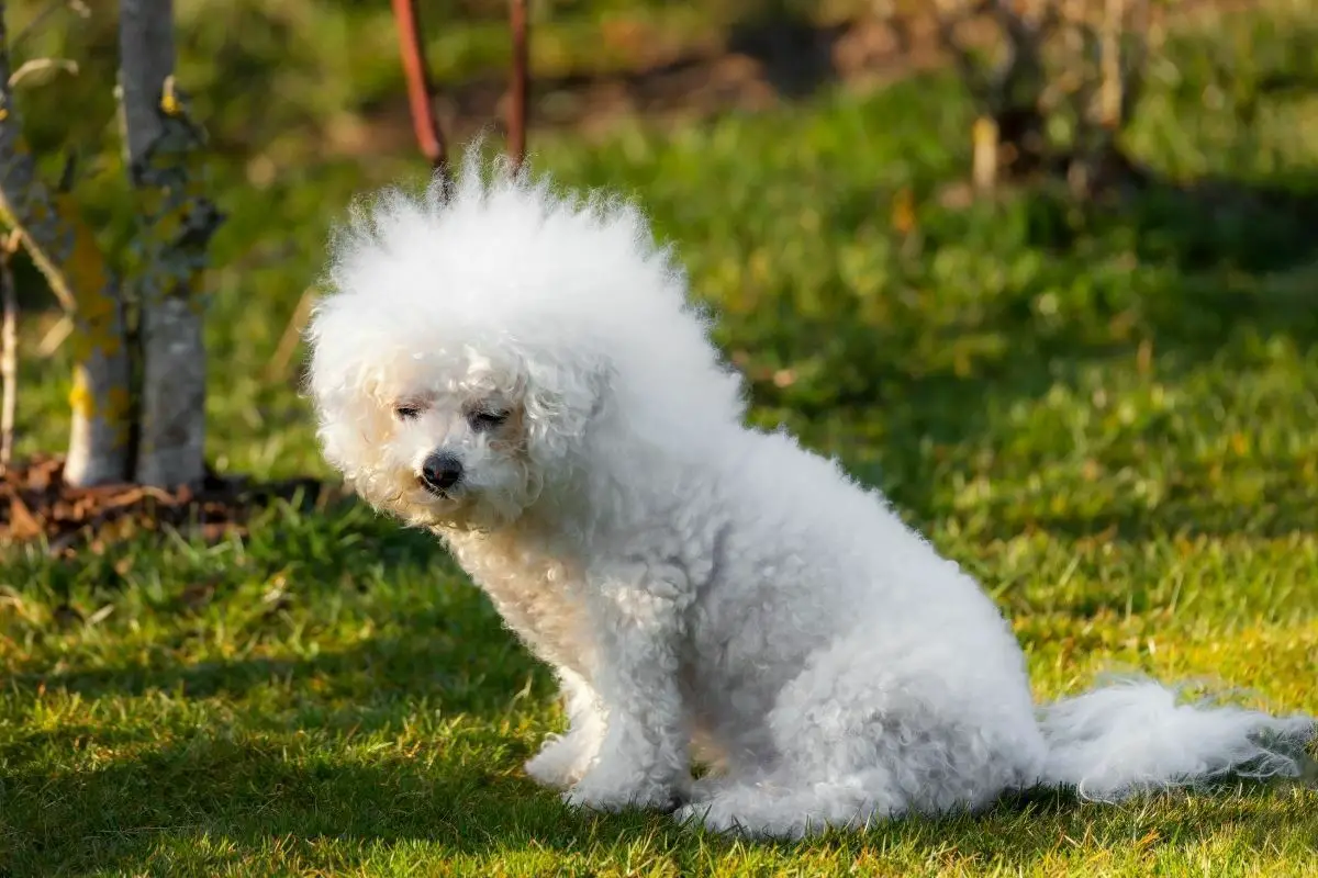 Bichon Frisé fluffy white dog in grass