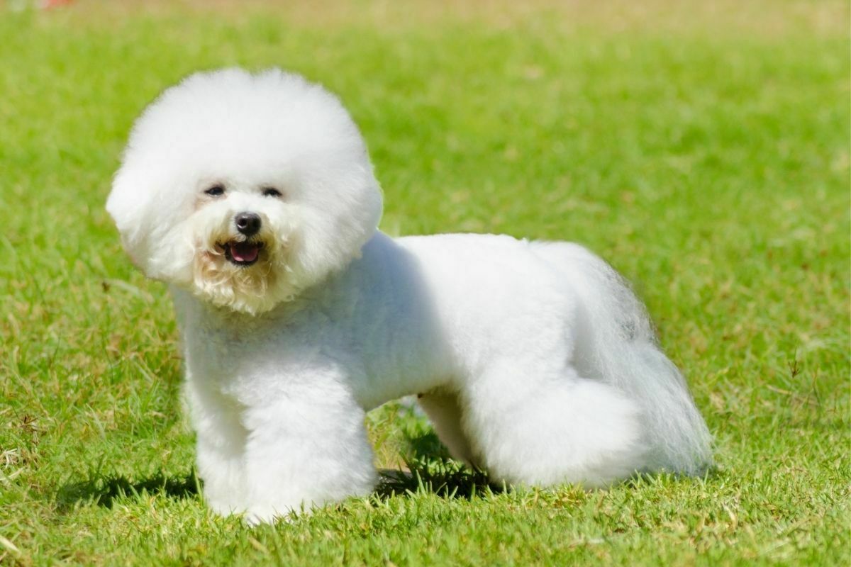 Bichon frisé