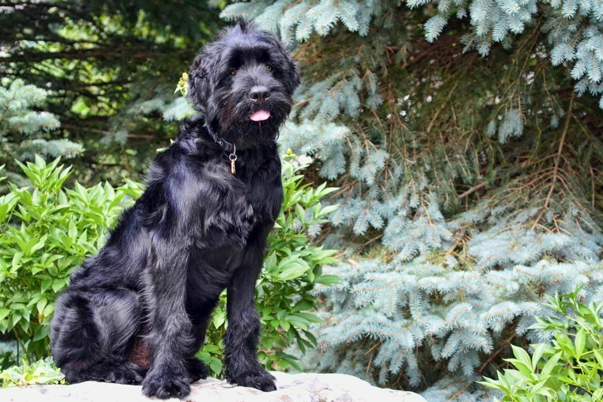 A black russian terrier sitting in front of a large spruce tree