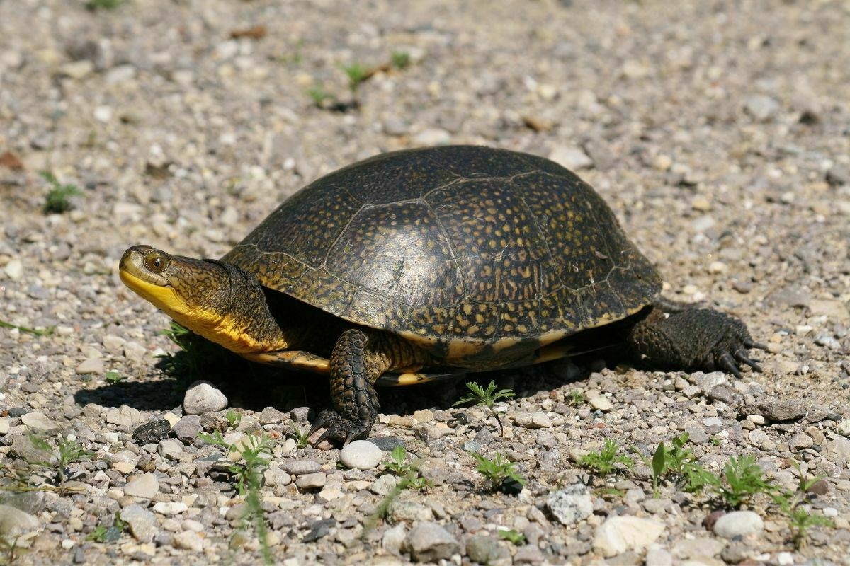 Blanding’s turtle walking