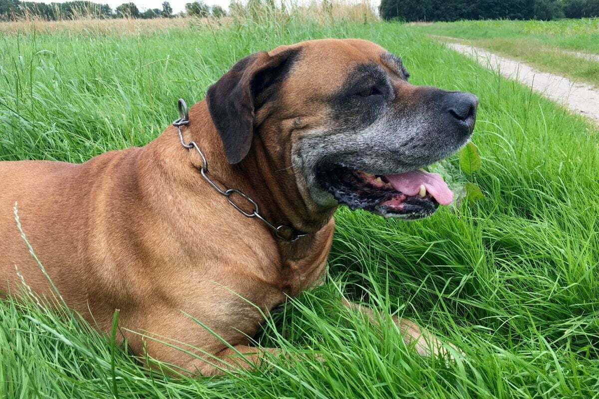 Boerboel resting