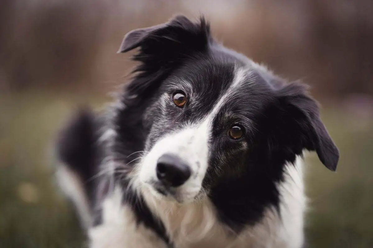 Border Collie breed