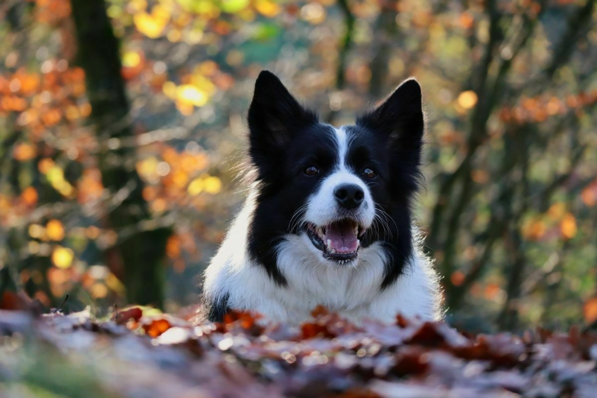 Black and white border collie sitting on ground