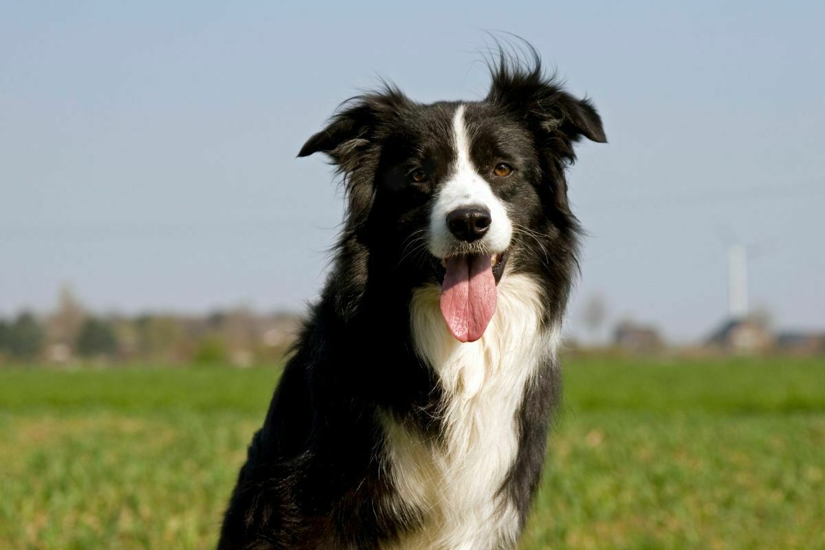 Border collie on grass with tongue out