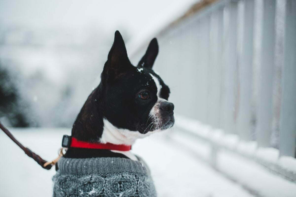 Black and white boston terrier