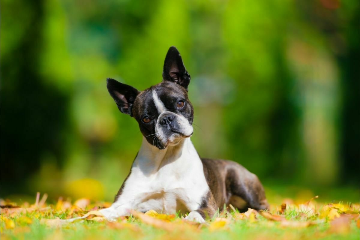 Boston terrier