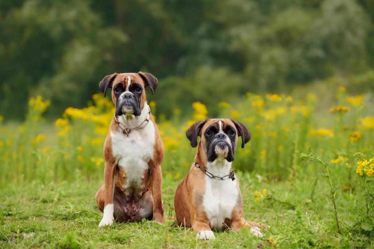 2 boxer dogs sitting together on the grass