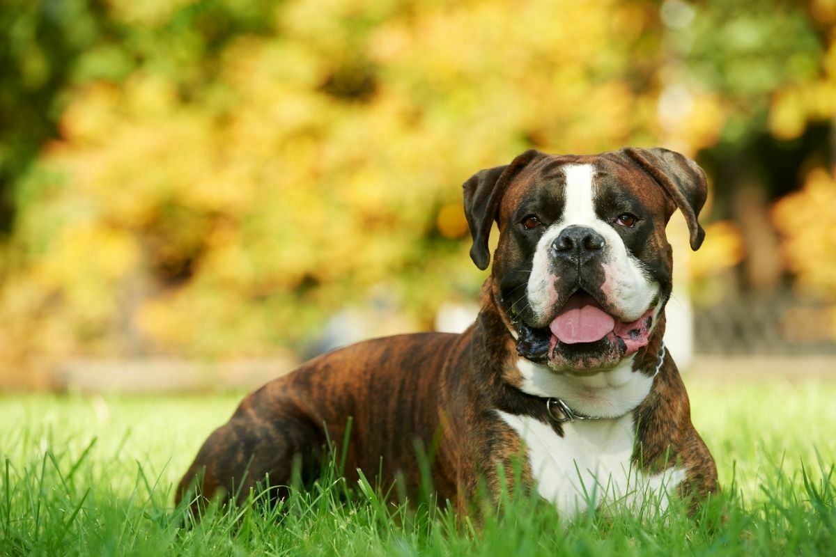 Boxer dog lying on the grass