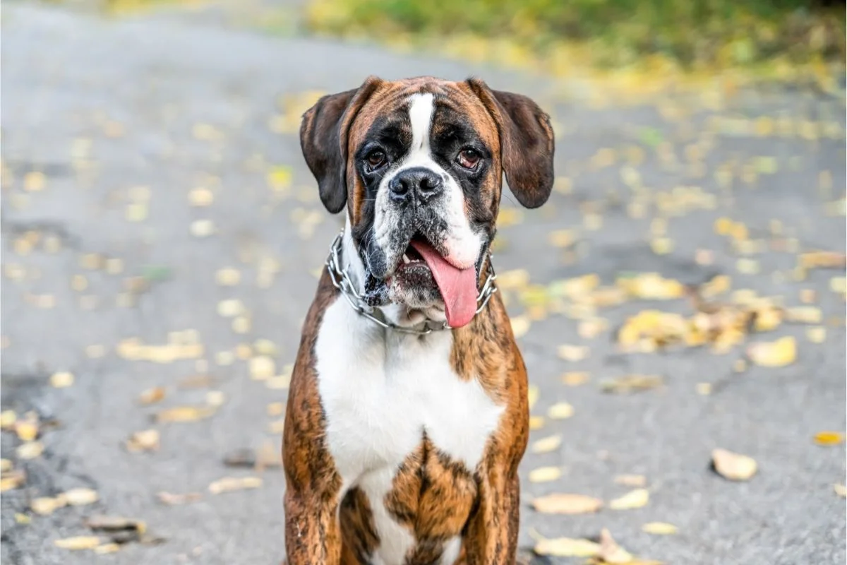 Boxer resting still