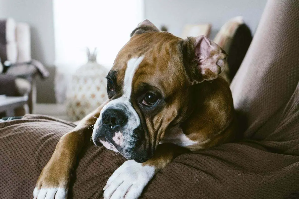 Boxer dog sitting on the sofa