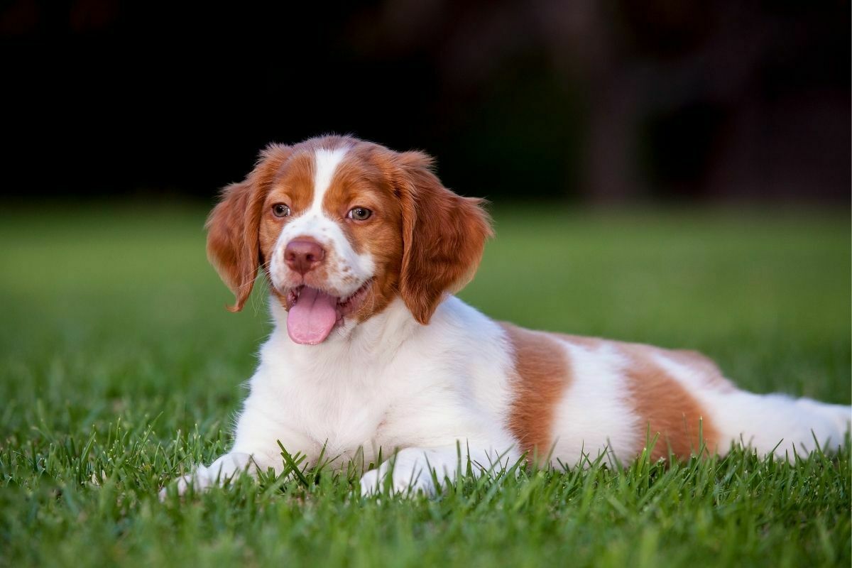 Brittany spaniel lying on green grass