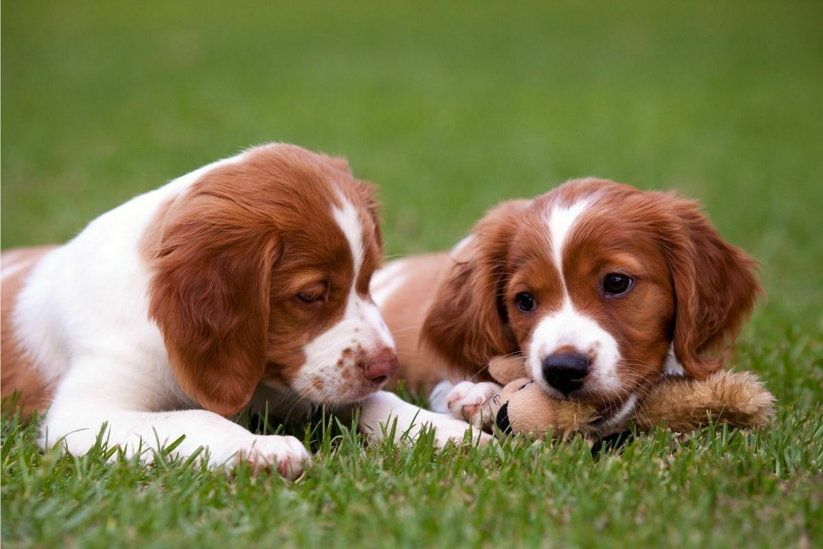 Brittany Spaniel Puppies play together with a soft toy on the grass