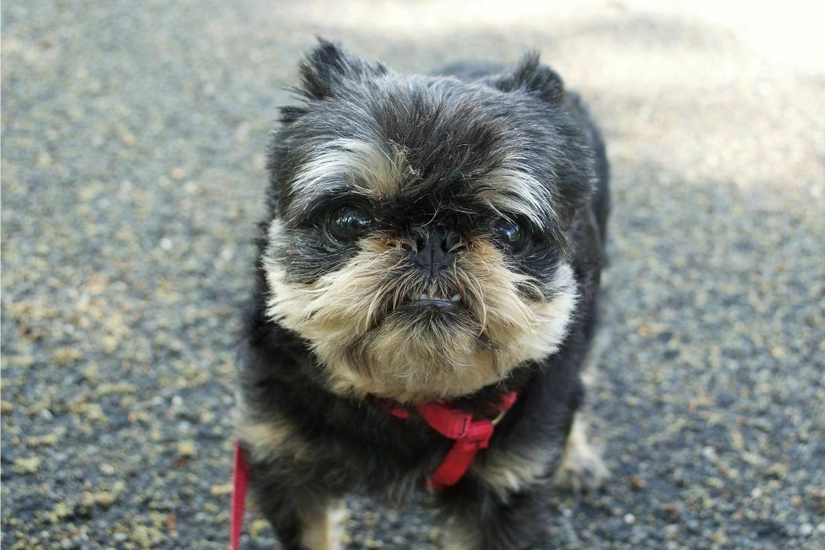 A close up of brussels griffon dog