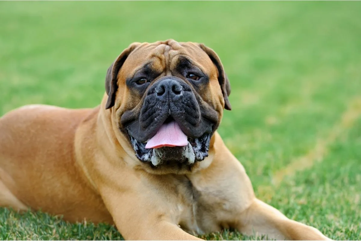 Bull mastiff dog resting