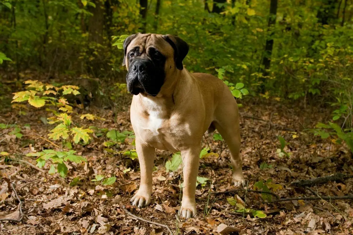 Portrait of a Bull Mastiff outside in the woods 
