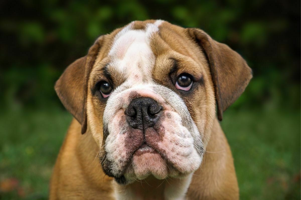 A portrait of a bulldog