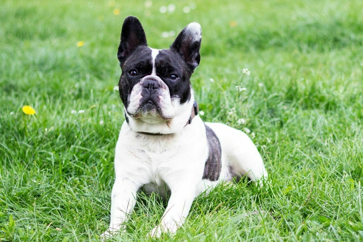 Bulldog sitting on the grass