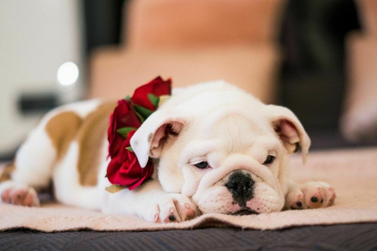 Bulldog lying on the carpet