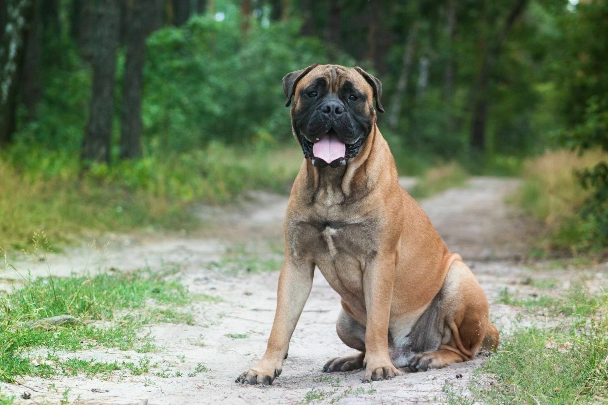 A portrait of bullmastiff