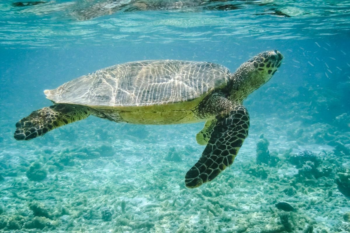 Turtle swimming in the ocean