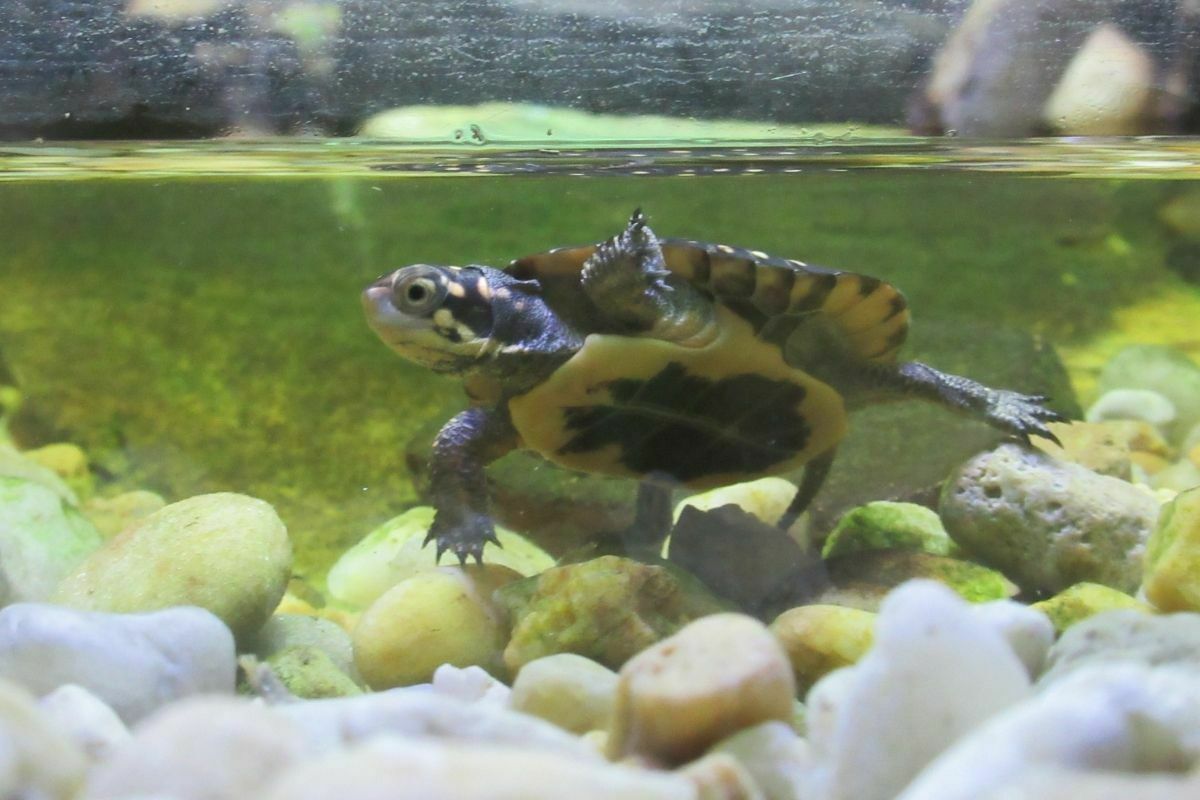 turtle swimming underwater in an aquarium