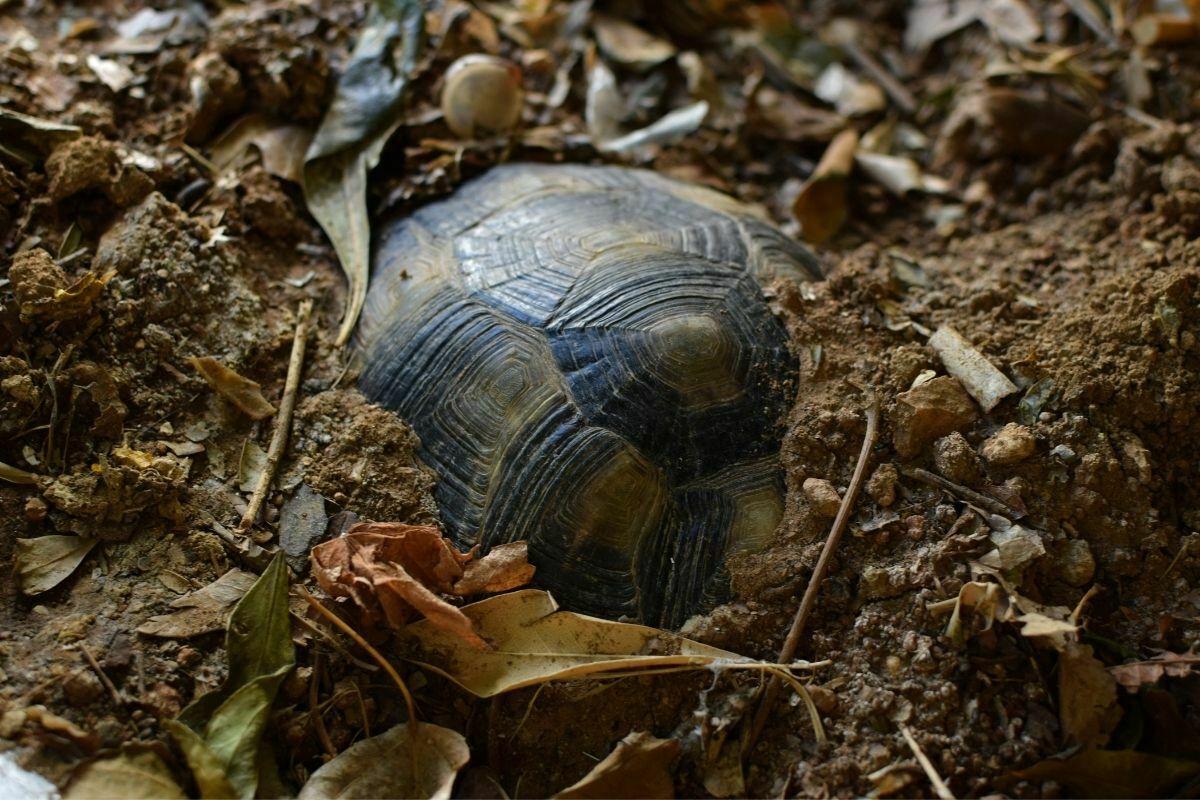 Turtle hibernating