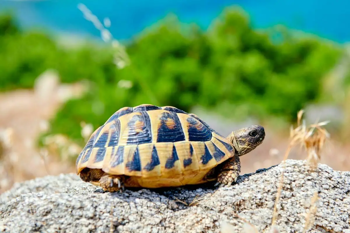 box turtle on a rock