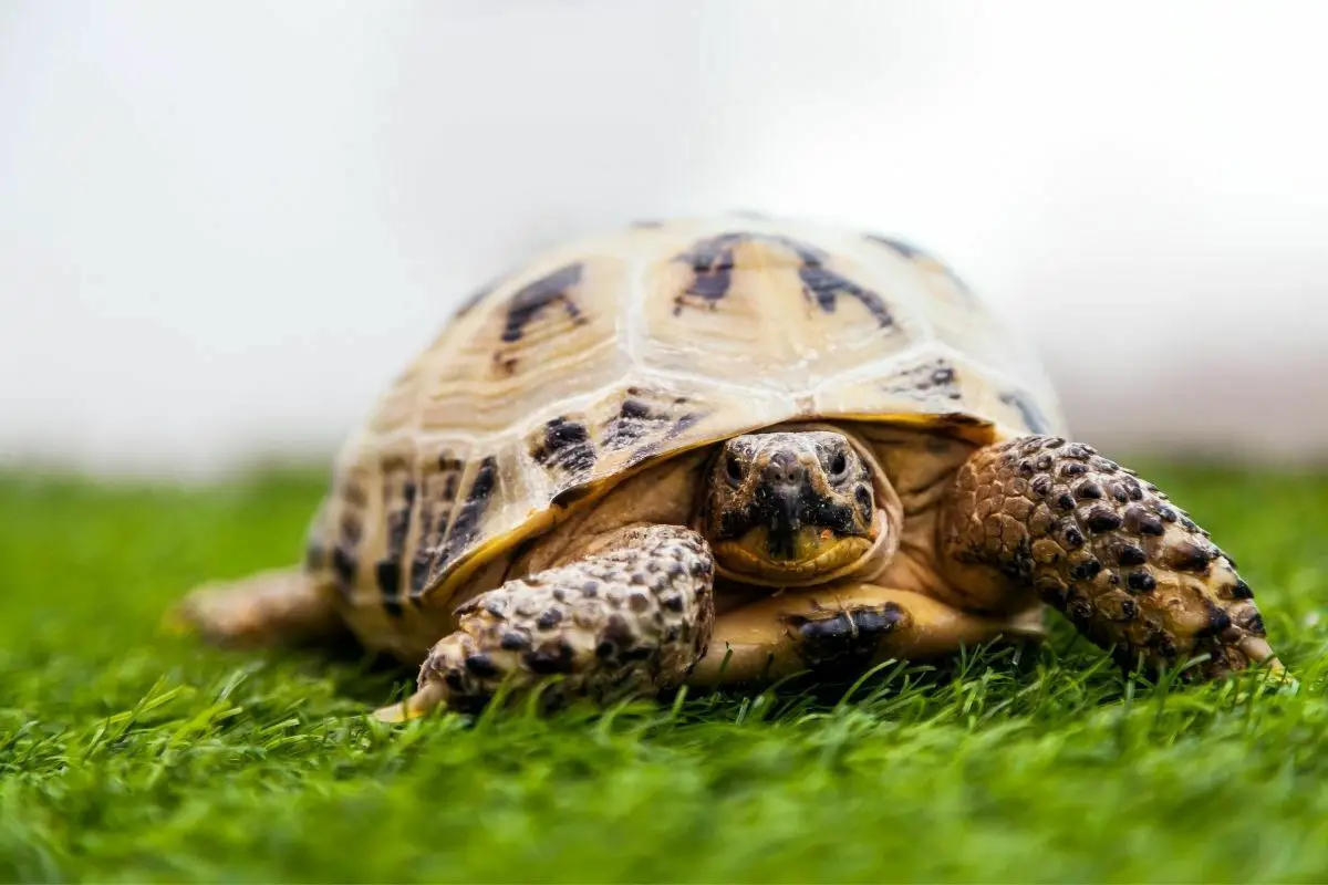 Tortoise lying on the grass