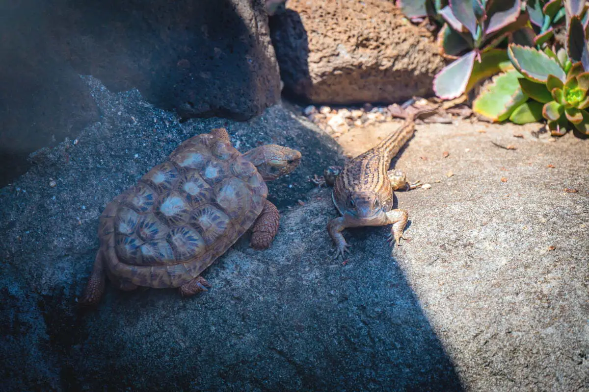 A turtle and a lizard sitting on a stone