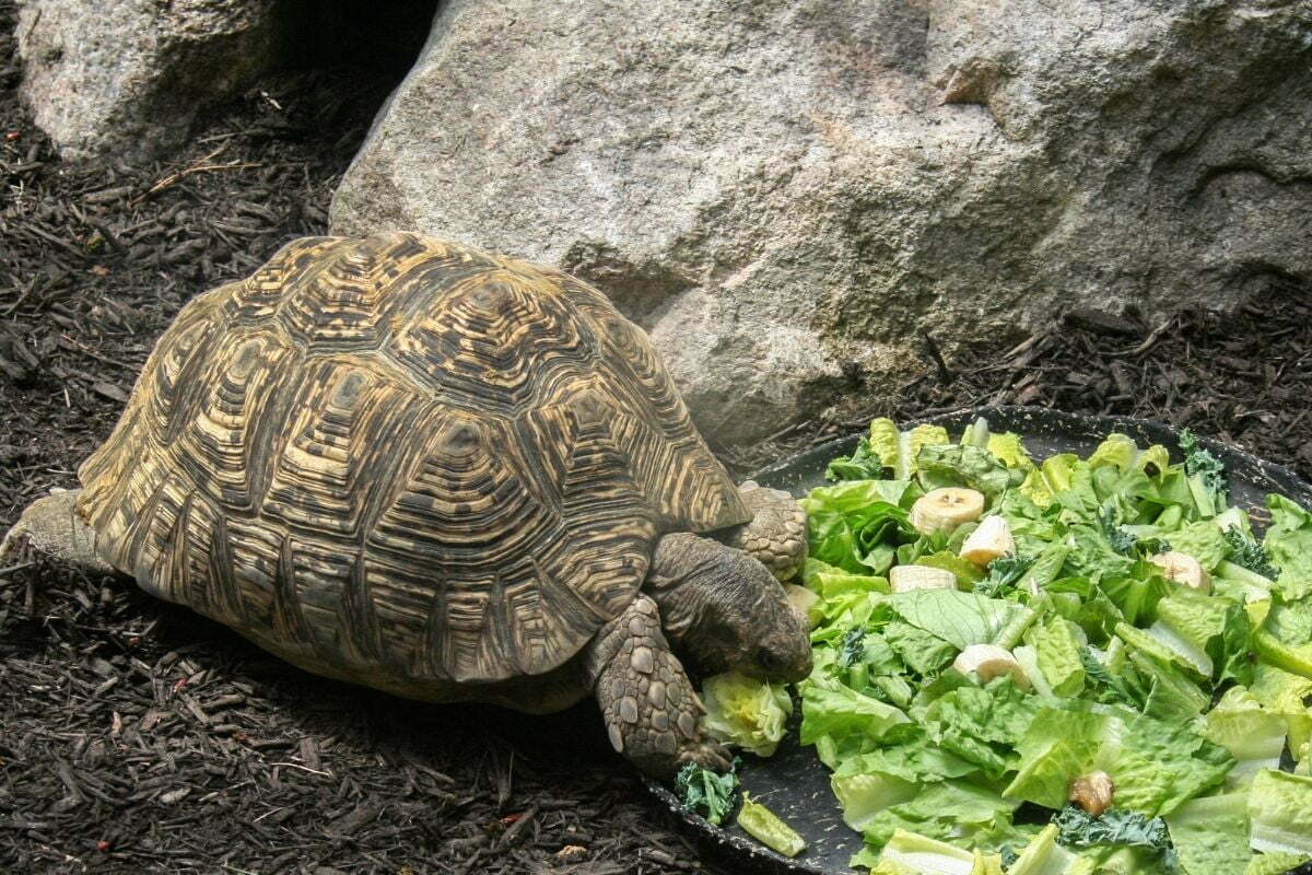 Turtle eating lettuce and banana