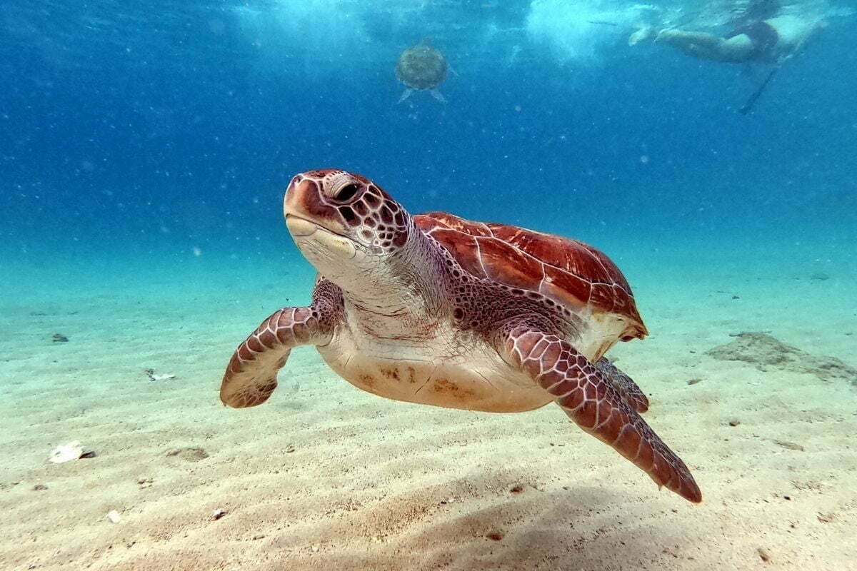 Sea turtle swimming in the ocean