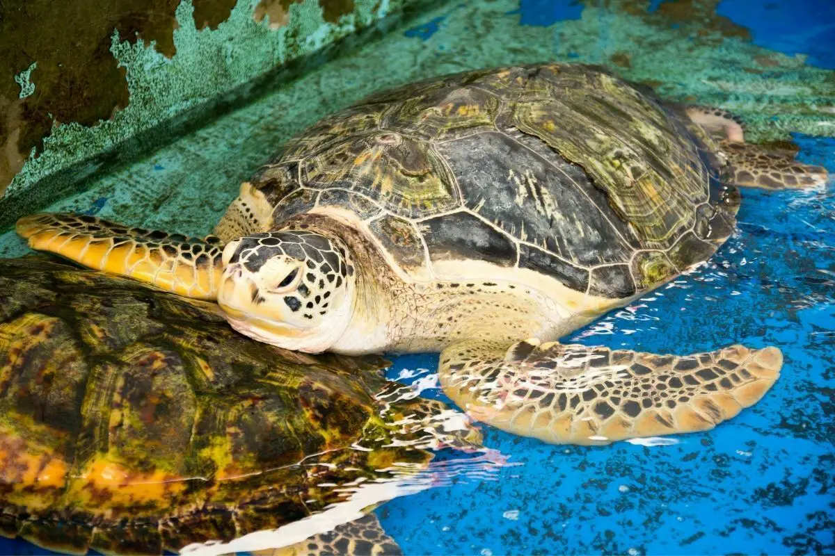 Sea turtle at a conservation