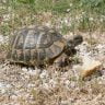 turtle eating bread