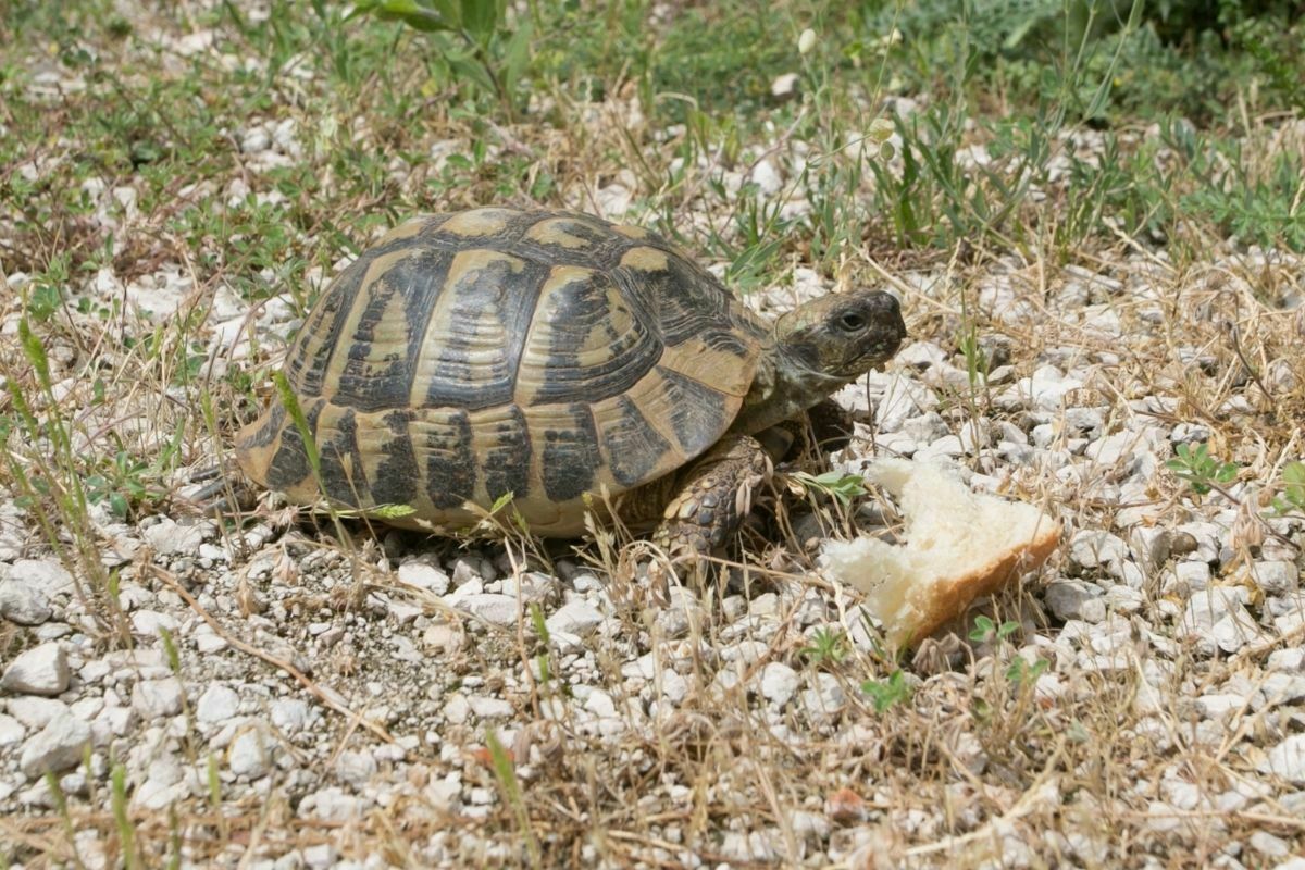 Turtle eating bread