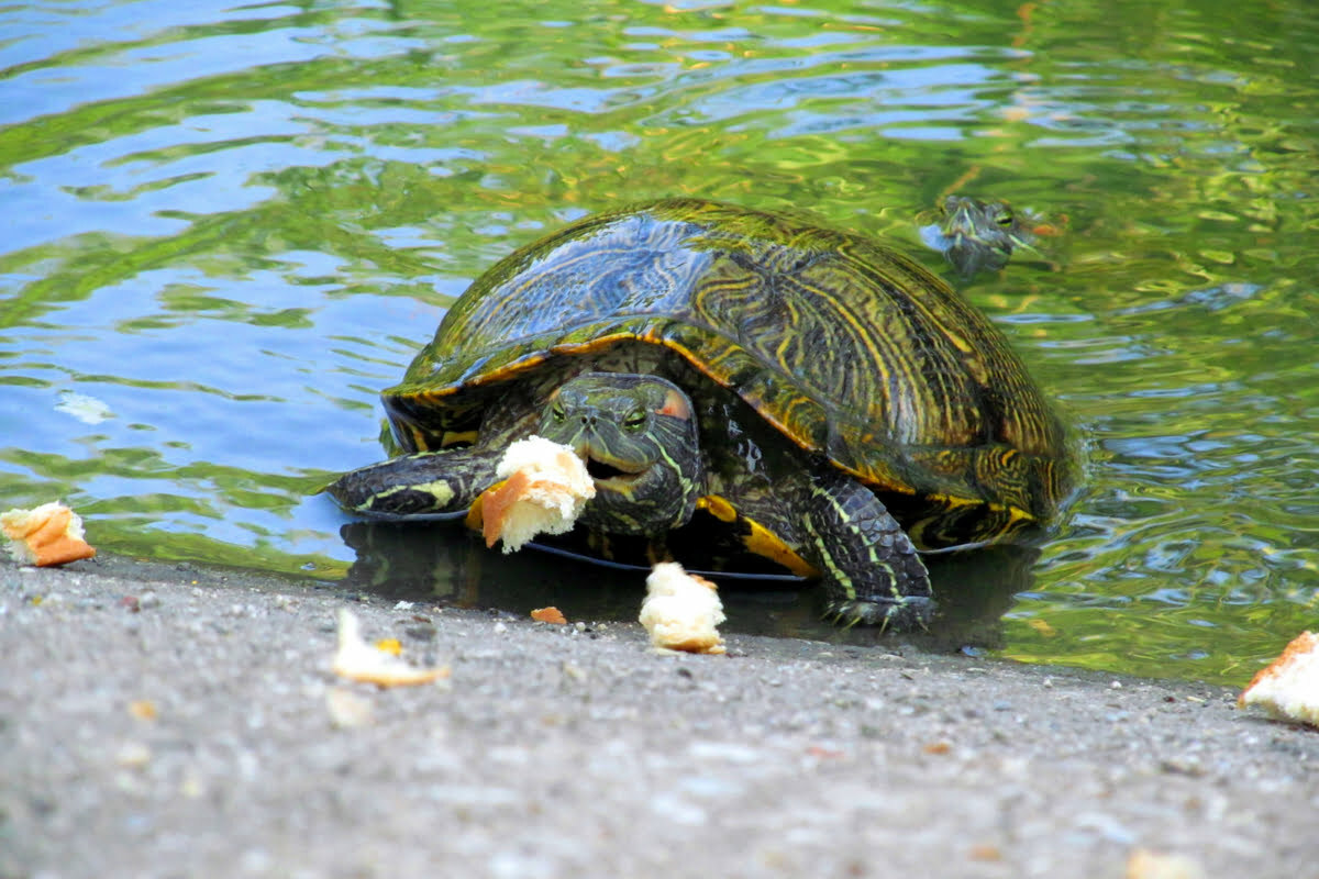 Turtle in a pond eating bread