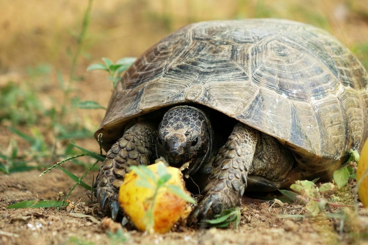 Turtle eating an apple